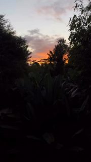 My perfect coming back looked like this ❤️

- Watching sunrise 
- Call with Bae in bed 
- Morning gratitude prayer & meditation
- Listening to the sounds of birds
- Hugging trees 
- Dancing in the gras
- Singing in the rice fields 
- Moving my body in nature 
- Beautiful women gifting me flowers 
- Gifting myself precious yoni eggs 

Spreading the love and liiiight
Honoring myself 🌹 slow, soft, sweet