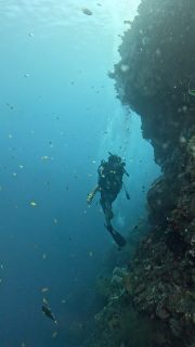 I FINALLY DID ITTTTT 🥹🌊
I got my Open Water license and had my first dives 🤸🏽‍♀️

And I definitely did NOT expect to love this as much as I do…

When Kadek said:
“Jasmin, your last dive today will be no exercises, no more skills, ONLY FUN, you’re ready….”
I didn’t expect THIS. 😱🥹❤️👆🏼

Where have I been all my life? 😳🤣

The coolest thing for me is spinning around in the water and feeling the pressure of the ocean around me.
Holding me, compressing me, like being wrapped inside a cocoon.
So safe, held, and supported.

I could honestly just stay there and spin, lose orientation and surrender into the power of the ocean. 😂

——

❤️‍🔥 And theeen there is the fact that I get SO ridiculously excited about everything!!

A few days ago I saw a turtle while snorkeling and was screaming for my dad to come and see, completely freaking out with excitement. 😆
BOOM. My inner child blooming. 🥹

For me, none of this is normal or something I take for granted.
And I LOVE that about myself.

I experience life through the eyes of my inner child… the part of me that still looks at the world and goes:
😳🥹 WHAT IS THIS?! HOW COOOOL?!

And this is what makes life feel so incredibly rich for me.

Being fascinated, curious and getting excited. Not losing the spark or appreciation, even for things I might already know.

And diving reminded me of something muuuch bigger… Listen when something inside says:
I WANT TO EXPERIENCE THIS.
I WANT TO KNOW WHAT THIS FEELS LIKE.
I WANT TO TRY THIS.

I’ve ignored that voice enough times to please others, do what made sense or follow what I thought I was supposed to want.

🫠 And the more I come back to myself, the more I realise how much LIFE, PLEASURE and JUICINESS there is when I actually listen and follow what makes me feel ALIVE.

There are still so many things I haven’t experienced. So many parts of myself I haven’t discovered.
And I want to keep it that way.
Keep exploring and specially being surprised and keep falling in love with life in unexpected places.

P.S. 
You might have lost me now into the ocean. ❤️